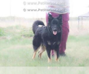 German Shepherd Dog Dogs for adoption in Grasswood, Saskatchewan, Canada