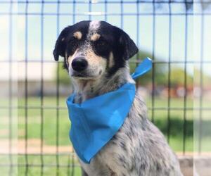 Mutt Dogs for adoption in San Antonio, TX, USA