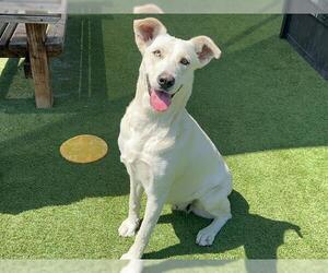 Labrador Retriever Dogs for adoption in Orange, CA, USA