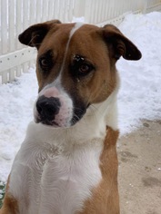 Boxer-German Shepherd Dog Mix Dogs for adoption in Fort Wayne, IN, USA