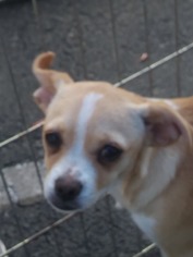 Beagle Dogs for adoption in danville, CA, USA