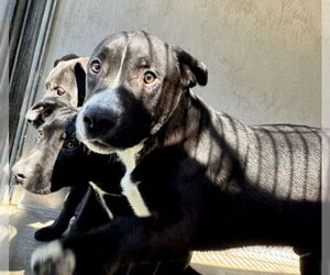 American Pit Bull Terrier Dogs for adoption in San Bernardino, CA, USA