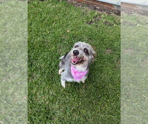 Mutt Dogs for adoption in Abbeville, LA, USA