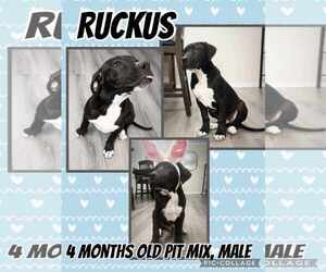 American Pit Bull Terrier-Unknown Mix Dogs for adoption in Jacksonville, NC, USA