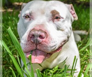 American Pit Bull Terrier Dogs for adoption in Richmond, VA, USA