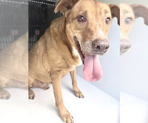 Labrador Retriever-Unknown Mix Dogs for adoption in Houston, TX, USA