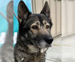 German Shepherd Dog Dogs for adoption in Salinas, CA, USA