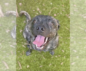 Mutt Dogs for adoption in Hilton Head, SC, USA