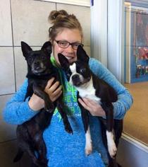 Boston Terrier Dogs for adoption in Mission, KS, USA