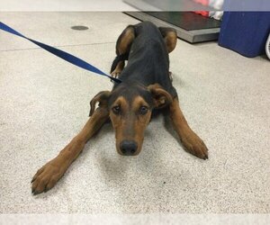 Doberman Pinscher Dogs for adoption in Riverside, CA, USA