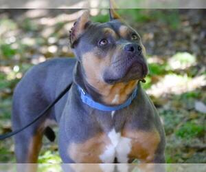 American Staffordshire Terrier-Unknown Mix Dogs for adoption in Tallahassee, FL, USA