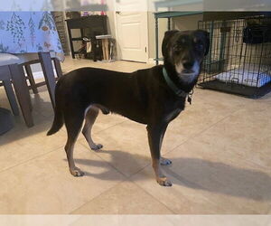 Mutt Dogs for adoption in oakland, FL, USA