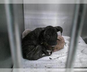 American Pit Bull Terrier Dogs for adoption in Oklahoma City, OK, USA