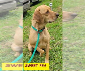 Beagle-Unknown Mix Dogs for adoption in Unionville, PA, USA