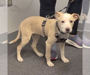 Boxer-Unknown Mix Dogs for adoption in Spotsylvania, VA, USA