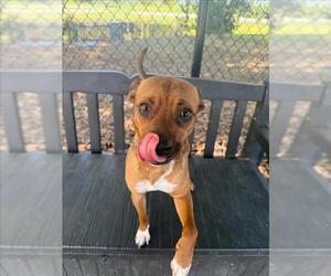 Chihuahua Dogs for adoption in Fremont, CA, USA