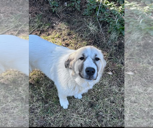 Great Pyrenees Dogs for adoption in Hamilton, MT, USA