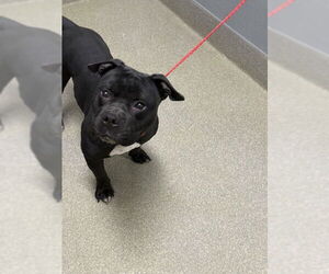 American Pit Bull Terrier-Unknown Mix Dogs for adoption in Las Vegas, NV, USA