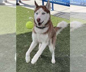 Siberian Husky-Unknown Mix Dogs for adoption in Elk Grove, CA, USA