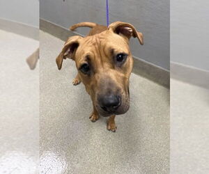 Bullboxer Pit Dogs for adoption in Las Vegas, NV, USA