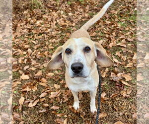 Mutt Dogs for adoption in Sparta, TN, USA