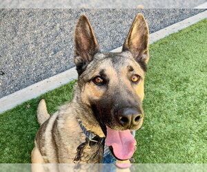 German Shepherd Dog-Unknown Mix Dogs for adoption in Moreno Valley, CA, USA