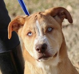 Medium Photo #1 Australian Shepherd-Basset Hound Mix Puppy For Sale in Yardley, PA, USA