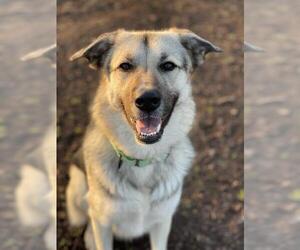 German Shepherd Dog-Unknown Mix Dogs for adoption in Santa Cruz, CA, USA