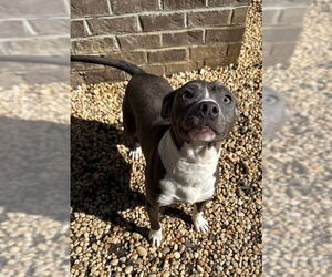Mutt Dogs for adoption in Woodbury, NY, USA
