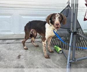 Beagle-Unknown Mix Dogs for adoption in Ocala, FL, USA