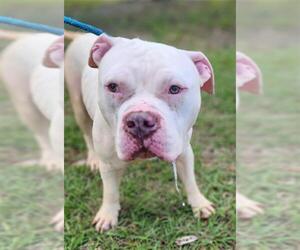 American Staffordshire Terrier Dogs for adoption in Fort Lauderdale, FL, USA
