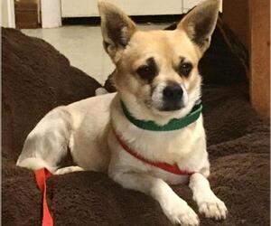 Chihuahua Dogs for adoption in League City, TX, USA