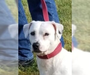 Bully Basset Dogs for adoption in Fredericksburg, VA, USA
