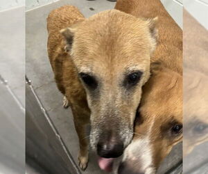 German Shepherd Dog-Unknown Mix Dogs for adoption in Tavares, FL, USA