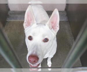 Siberian Husky-Unknown Mix Dogs for adoption in Orange, CA, USA