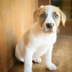 Bulloxer Dogs for adoption in Fredericksburg, TX, USA