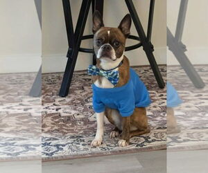 Boston Terrier Dogs for adoption in Spring Lake, NC, USA