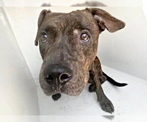 Mutt Dogs for adoption in Houston, TX, USA