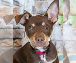 Mutt Dogs for adoption in Kennesaw, GA, USA