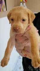 Golden Shepherd Dogs for adoption in Wenonah, NJ, USA