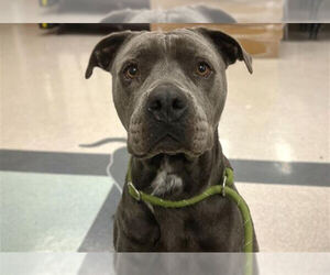 Mutt Dogs for adoption in Petaluma, CA, USA