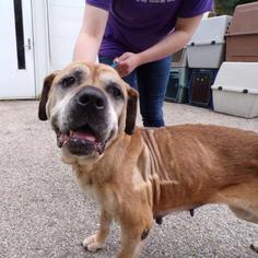 Mastiff Dogs for adoption in Madison, WI, USA