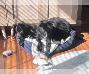 Mutt Dogs for adoption in Jackson Township, NJ, USA