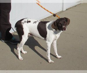 German Shorthaired Pointer Dogs for adoption in Louisville, KY, USA