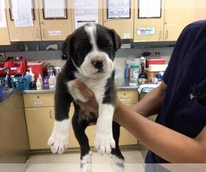 American Pit Bull Terrier Dogs for adoption in Riverside, CA, USA