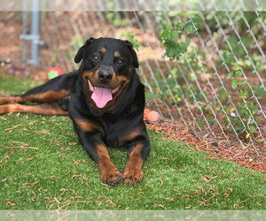 Rottweiler-Unknown Mix Dogs for adoption in Raleigh, NC, USA