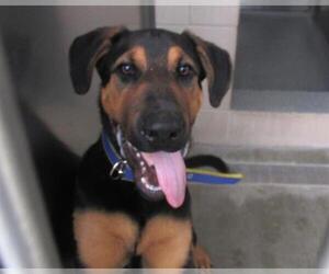 Shepradors Dogs for adoption in Orange, CA, USA