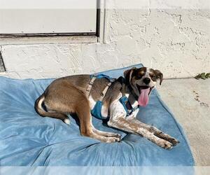 Mutt Dogs for adoption in Redwood City, CA, USA