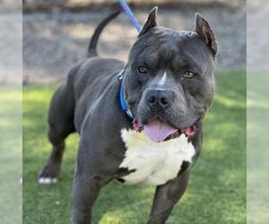 American Pit Bull Terrier Dogs for adoption in Camarillo, CA, USA