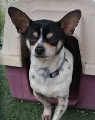 Rat Terrier Dogs for adoption in Richmond, CA, USA